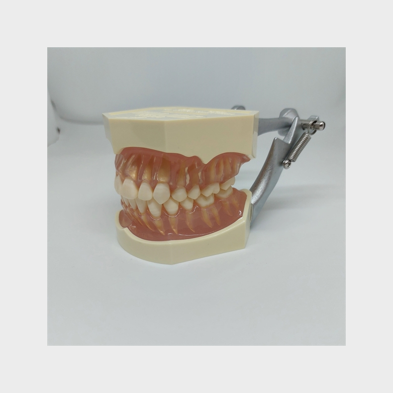 Studiemodel med Aftagelige Tnder 